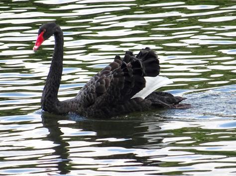 black-swan-0
